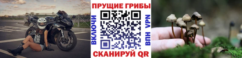 хочу наркоту Иваново Псилоцибиновые грибы Magic Shrooms
